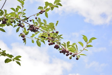 Berries