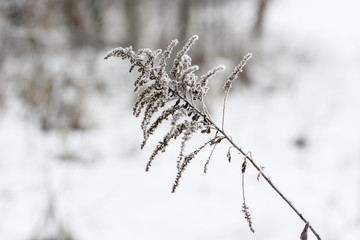 Frost on a dry top of a plant with dry flowers.