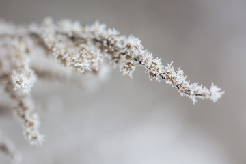 Frost on a dry top of a plant with dry flowers.