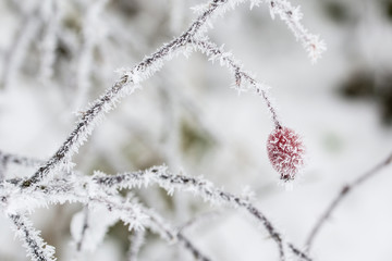 Frost on rose bush on bush.