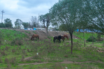 horses and old house. green land