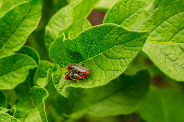 Beetles firefighters mate on the foliage of potatoes