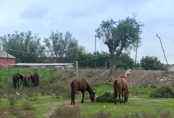 horses and old house. green land