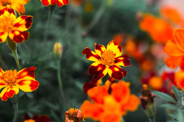 Colorful flowers in nature in a summer