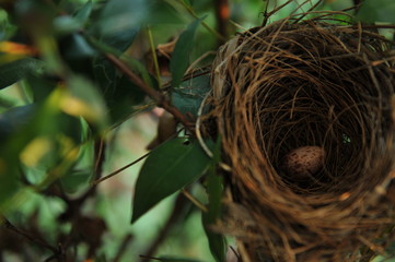 BIRD NEST - Bird nest with egg in the morning in the nature rain forest park, which is waiting for the mother to return to hatch.