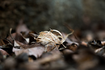 Winter Leaves