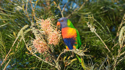Vibrant Australian rainbow lorikeet bird perched on a banksia bush 