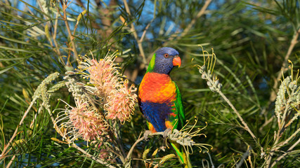 Vibrant Australian rainbow lorikeet bird perched on a banksia bush 