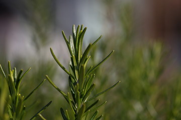 Rosemary