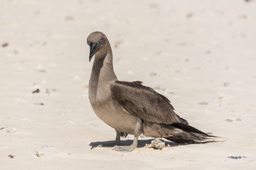 Brown booby, Sula leucogaster, exotic bird on the sand, french Polynesia 
