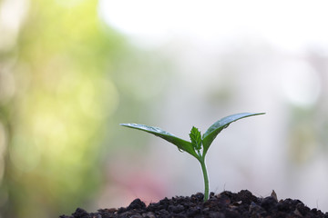 Growing plant in the morning light