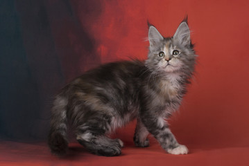 Maine Coon on a red isolated background