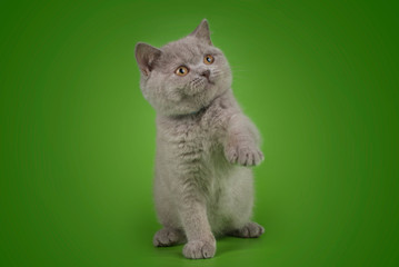 Obraz premium British cat on isolated green background