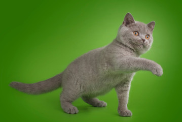 British cat on isolated green background
