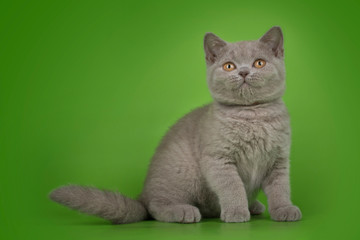 British cat on isolated green background