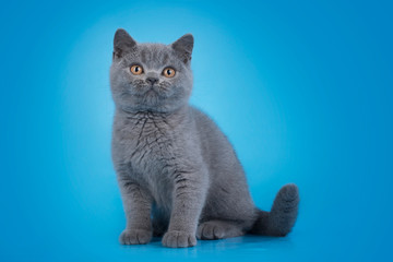 British cat on an isolated blue background
