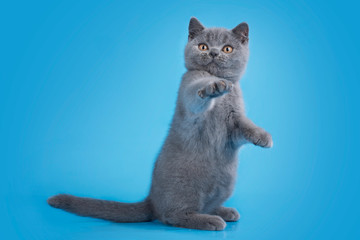 Fototapeta premium British cat on isolated blue background