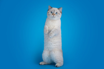 British cat on an isolated blue background