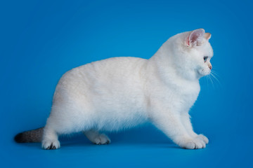 British cat on an isolated blue background