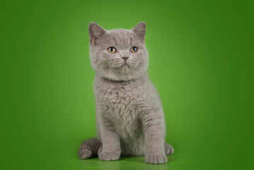 British cat on isolated green background