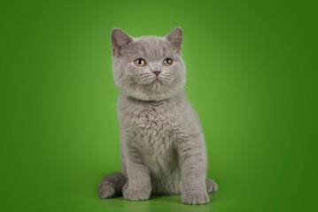 Obraz premium British cat on isolated green background