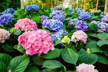 Pink and purple hydrangeas flowers in flower festival