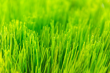 Fototapeta na wymiar fresh green grass rice cutted field greenery background