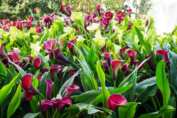 Calla Lillies in blush colors at flower festival