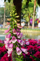 Fototapeta na wymiar Orchid Flowers Arrangement in Chiang Mai Flower Festival, Thailand