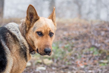 portrait of thoroughbred dog, attentive focused look