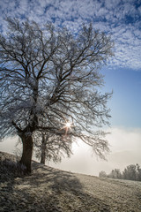 Vereiste Bäume auf einem Feld bei Sonnenaufgang