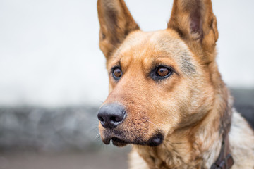 portrait of thoroughbred dog, attentive focused look