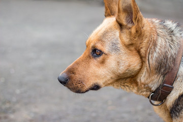 portrait of thoroughbred dog, attentive focused look