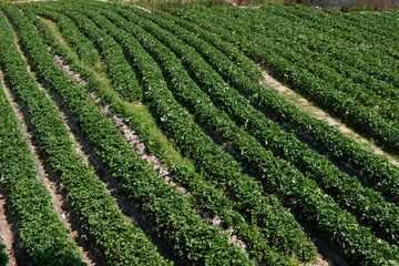 Strawberry fruits in the garden.