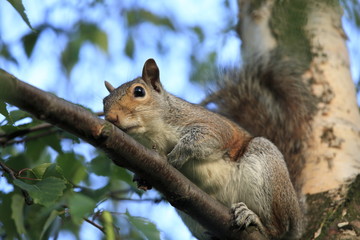 Obraz premium The squirrel on the tree