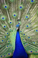 Obraz premium The peacock showing off its tail