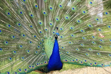 Obraz premium The peacock showing off its tail