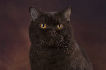 british cat on brown isolated background