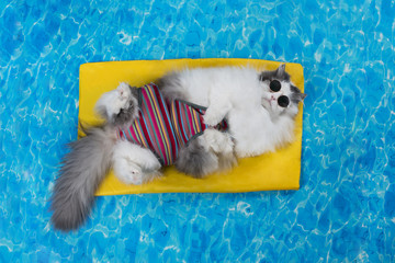 chat se repose dans la piscine sur le matelas pneumatique