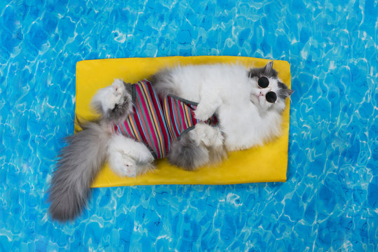 cat rest in the pool on the air mattress