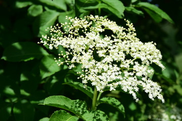Holunderblüten, Holunder, Sambucus 