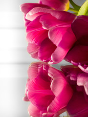 Pink tulip with mirrored reflection.