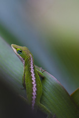 Anole