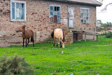 Horse against old house. horses grazing in a meadow.