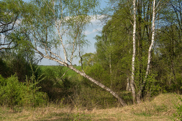 Wonderful Spring view of the field and bowed birch