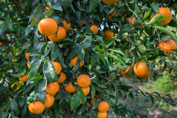 Orange tangerines and green leaves branch