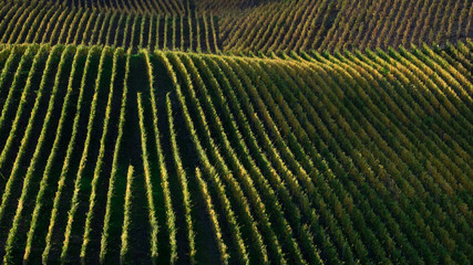 Fototapeta premium Beautiful rows of rolling hillside vineyards during sunset