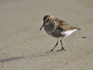 Dunlin (Calidris alpina) feeding on a sandy beach