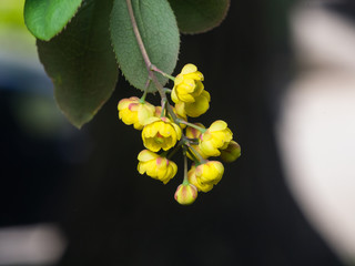 Yellow flowers cluster on blooming Common or European Barberry, Berberis Vulgaris, macro, selective...