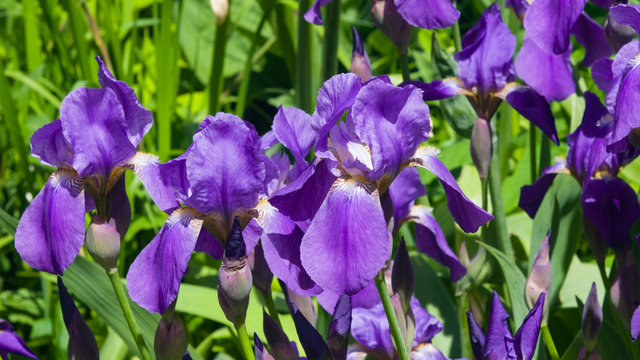 Fototapeta Iris Germanica, purple flowers and bud on stem at flowerbed closeup, selective focus, shalow DOF